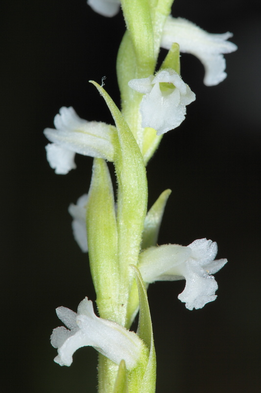 Spiranthes aestivalis / Viticcini estivi